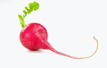 Rábano
