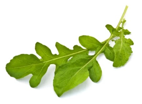Rúcula